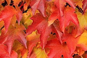 bladeren in de herfstkleuren rood en geel